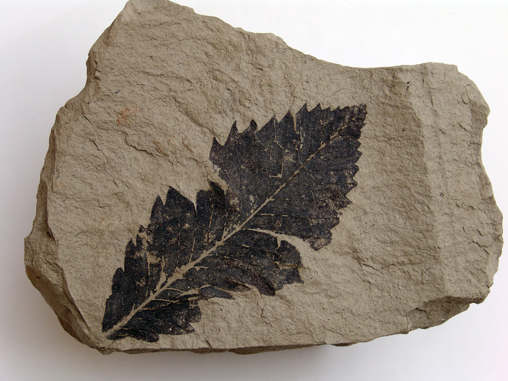 Απολιθωμένο Δάσος Νόστιμου