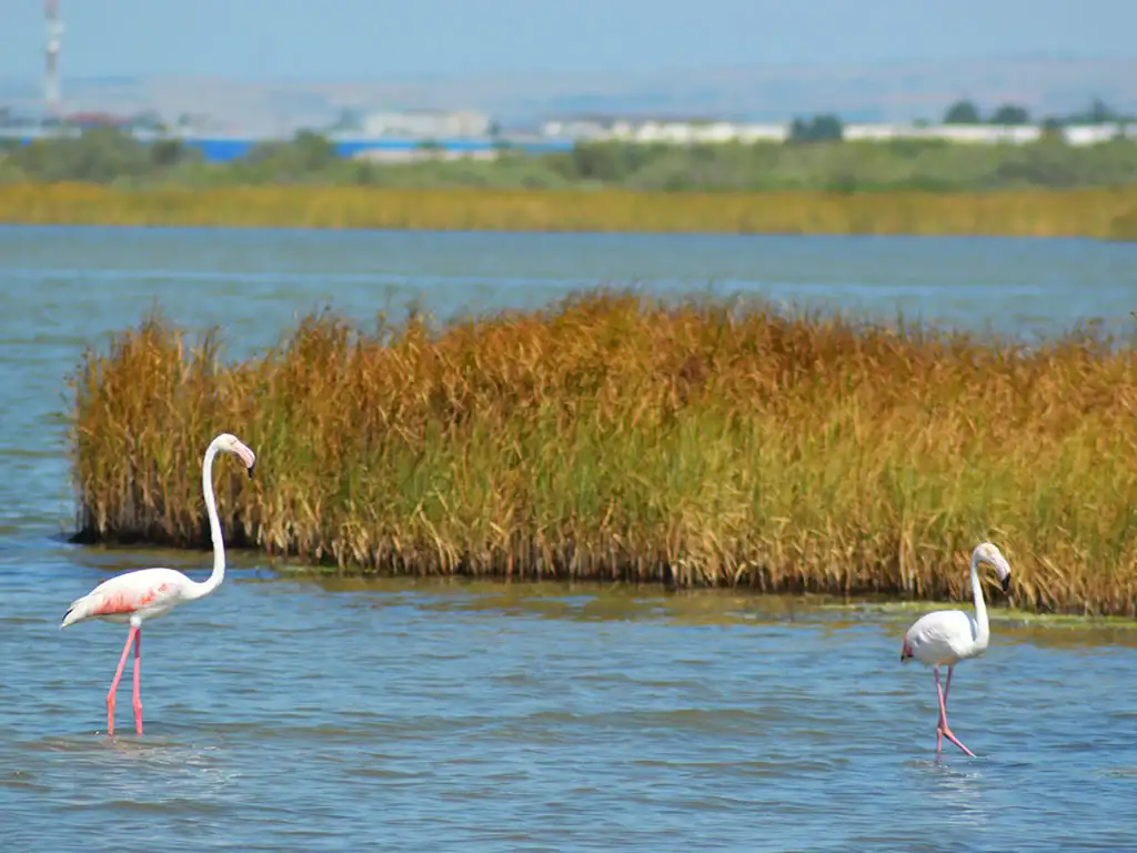  Kalochori Lagoon