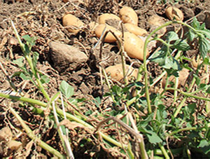 Πατάτες Νάξου