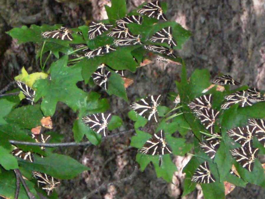 Butterfly Valley, Paros