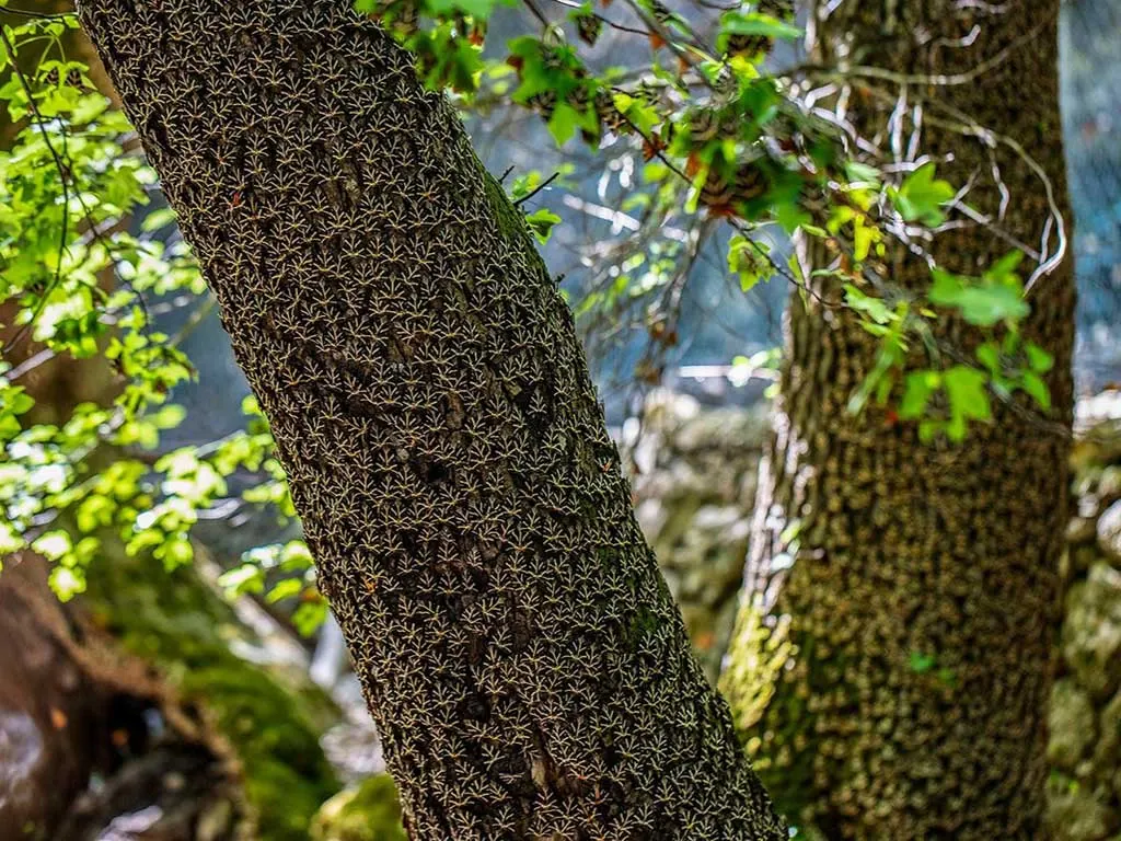 Valley of the Butterflies