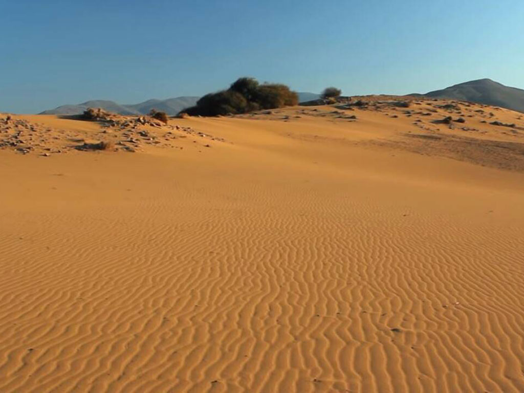 Ammothines  (Sand Dunes)