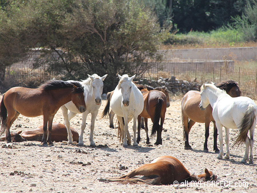 Σκυριανό Αλογάκι