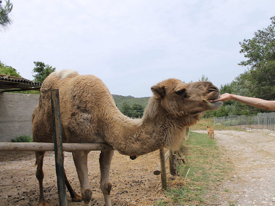 Φάρμα Ρόδου