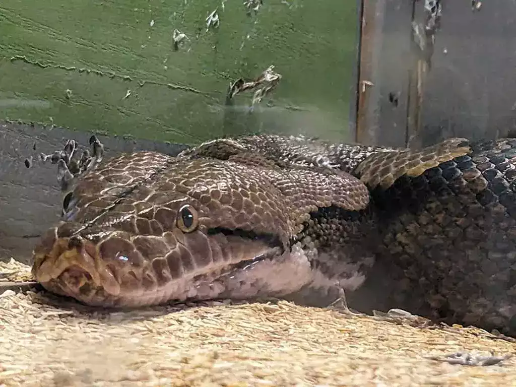 Δημοτικό Ερπετάριο Έδεσσας